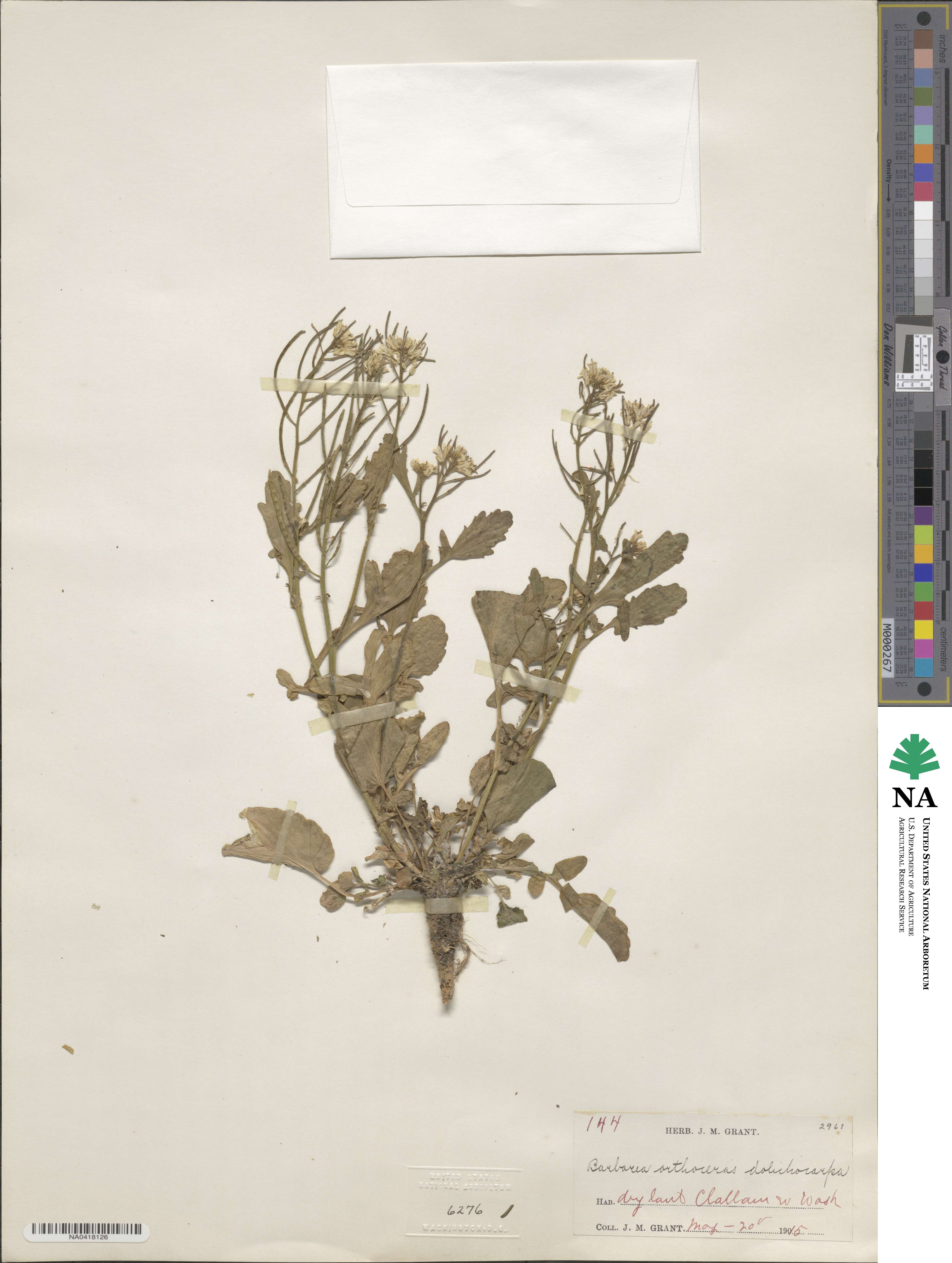 Barbarea orthoceras subsp. dolichocarpa image
