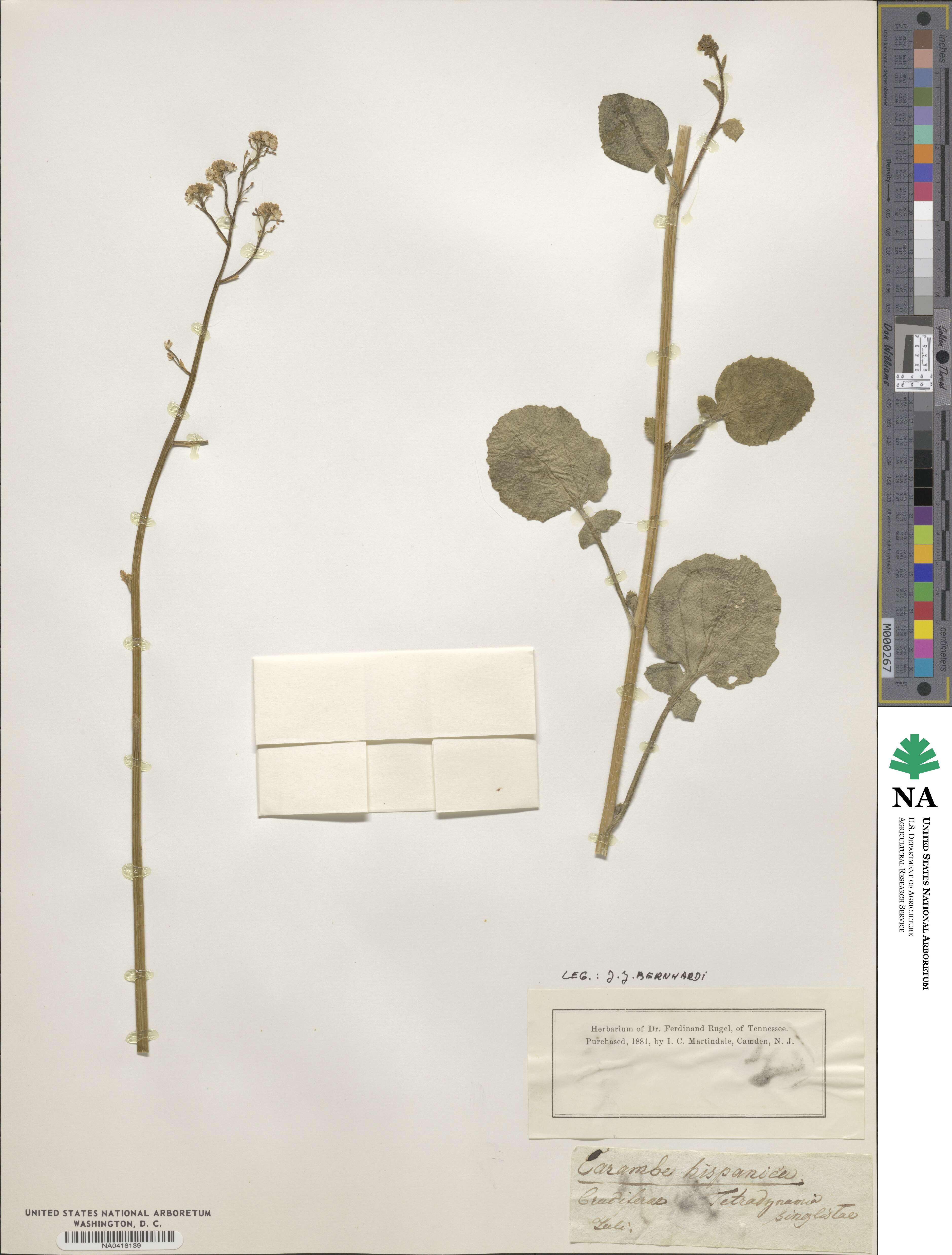 Crambe hispanica image