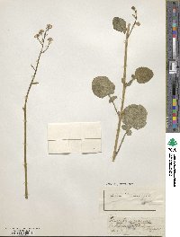 Image of Crambe hispanica