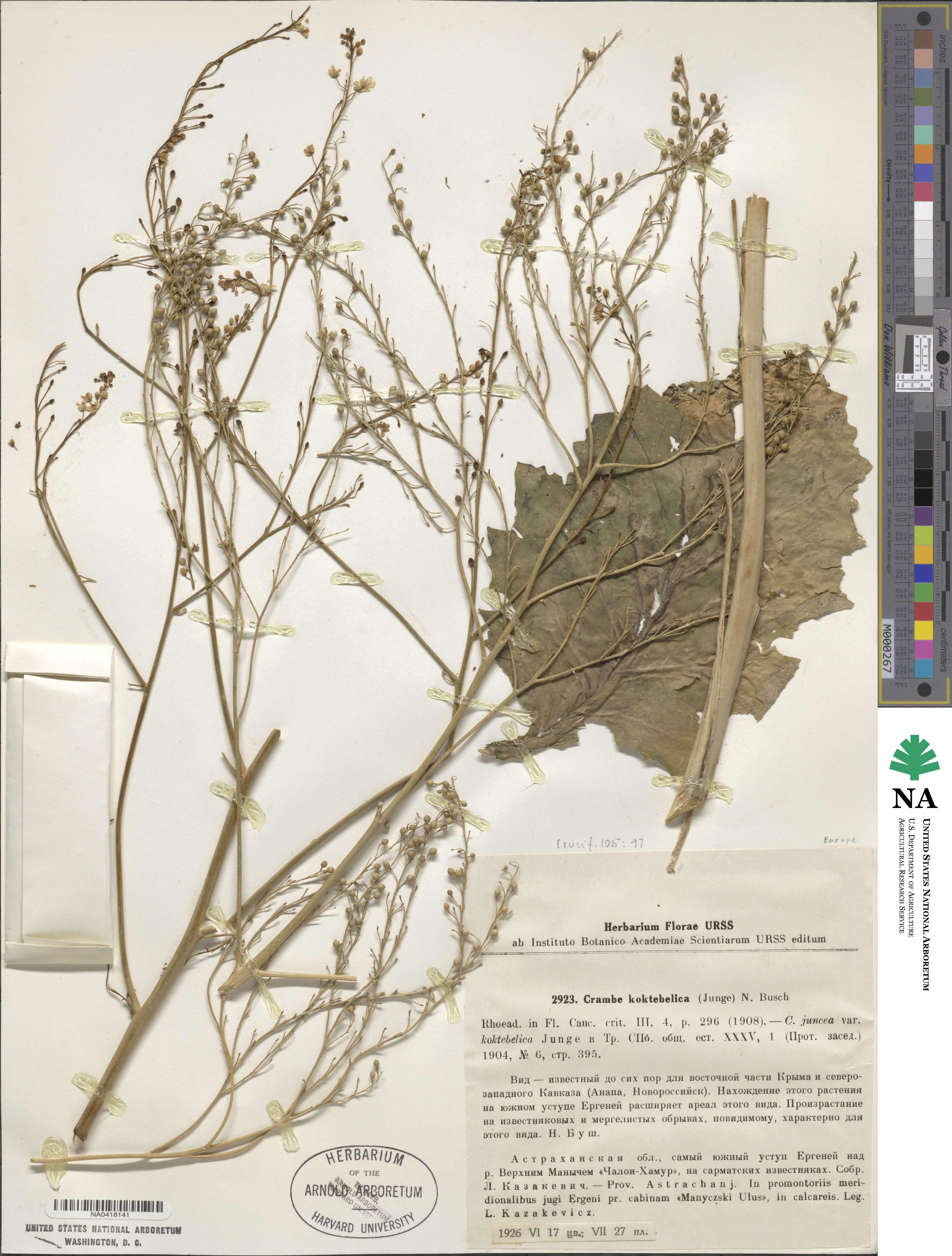 Crambe koktebelica image