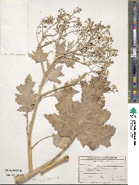 Crambe maritima image