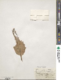 Crambe maritima image