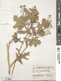 Crambe tataria image
