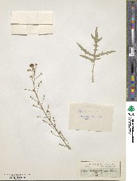 Crambe tataria image
