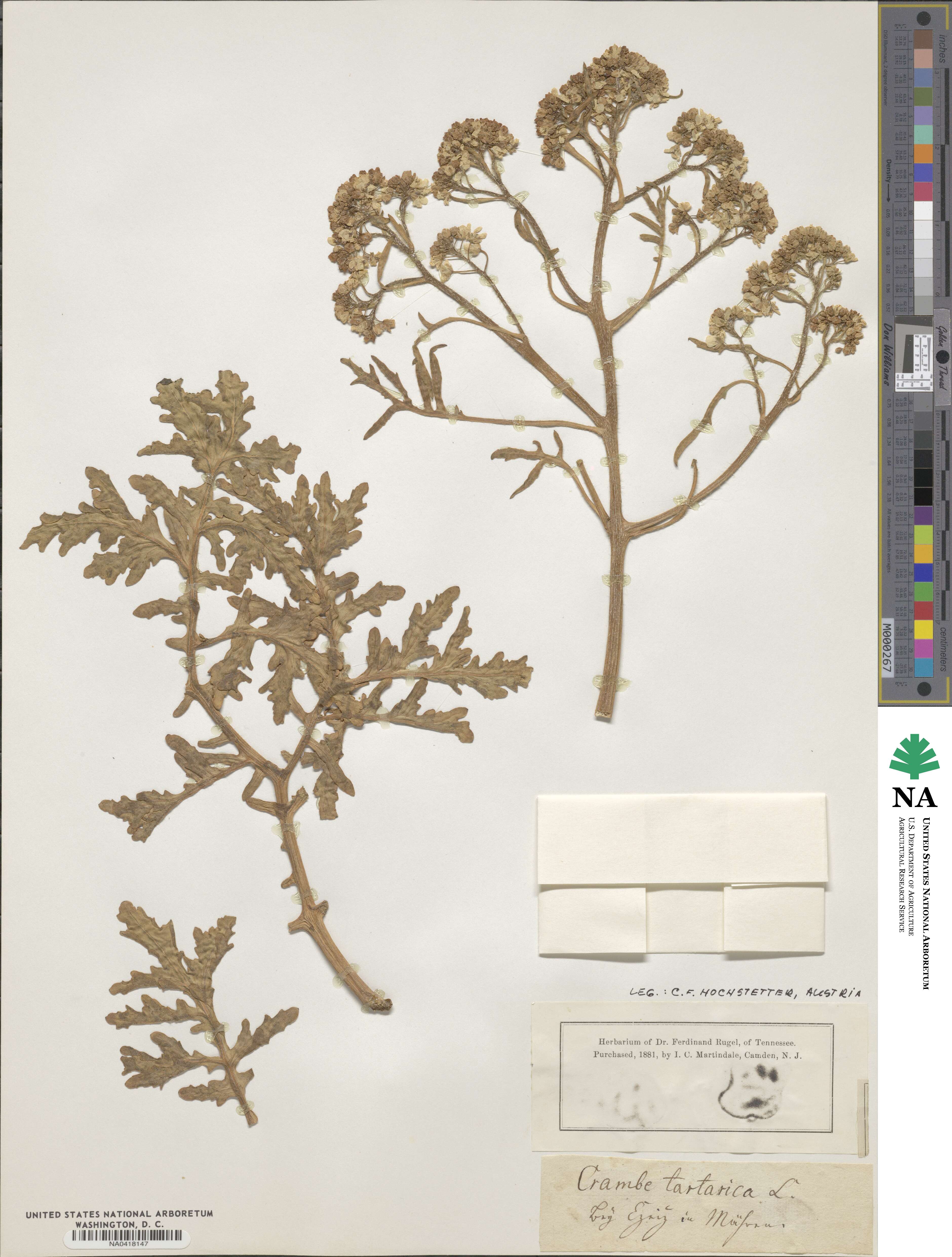 Crambe tataria image
