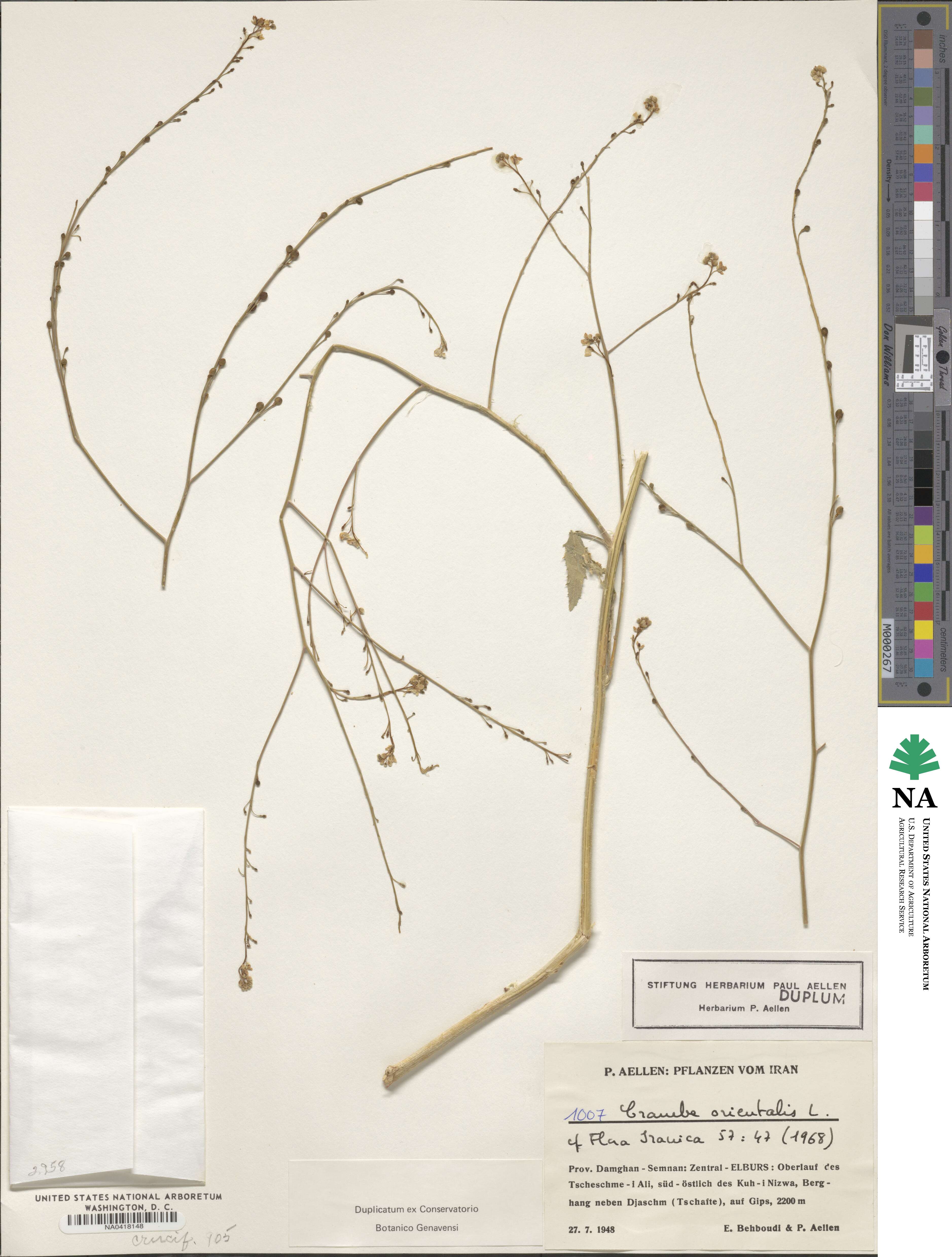 Crambe orientalis image