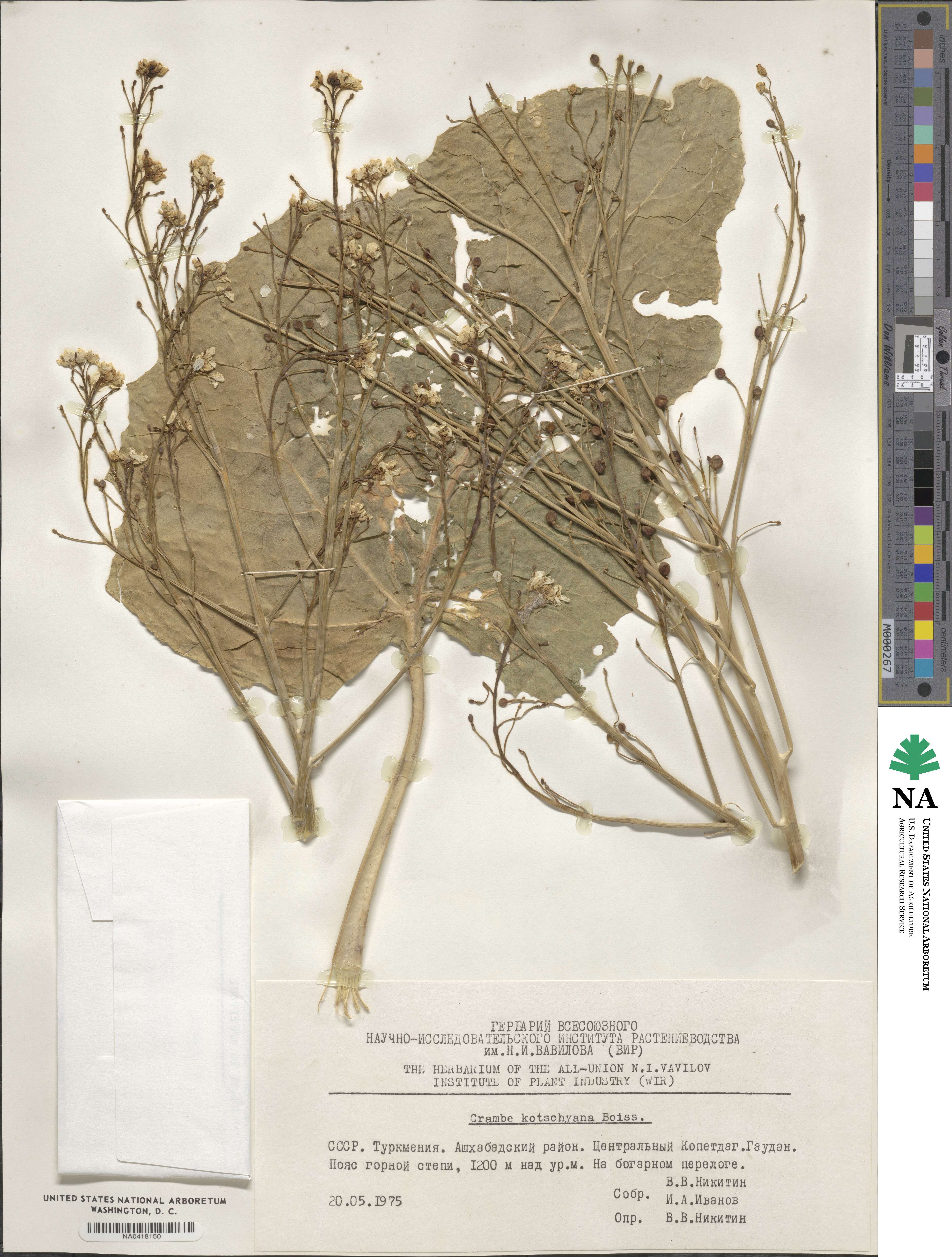 Crambe kotschyana image