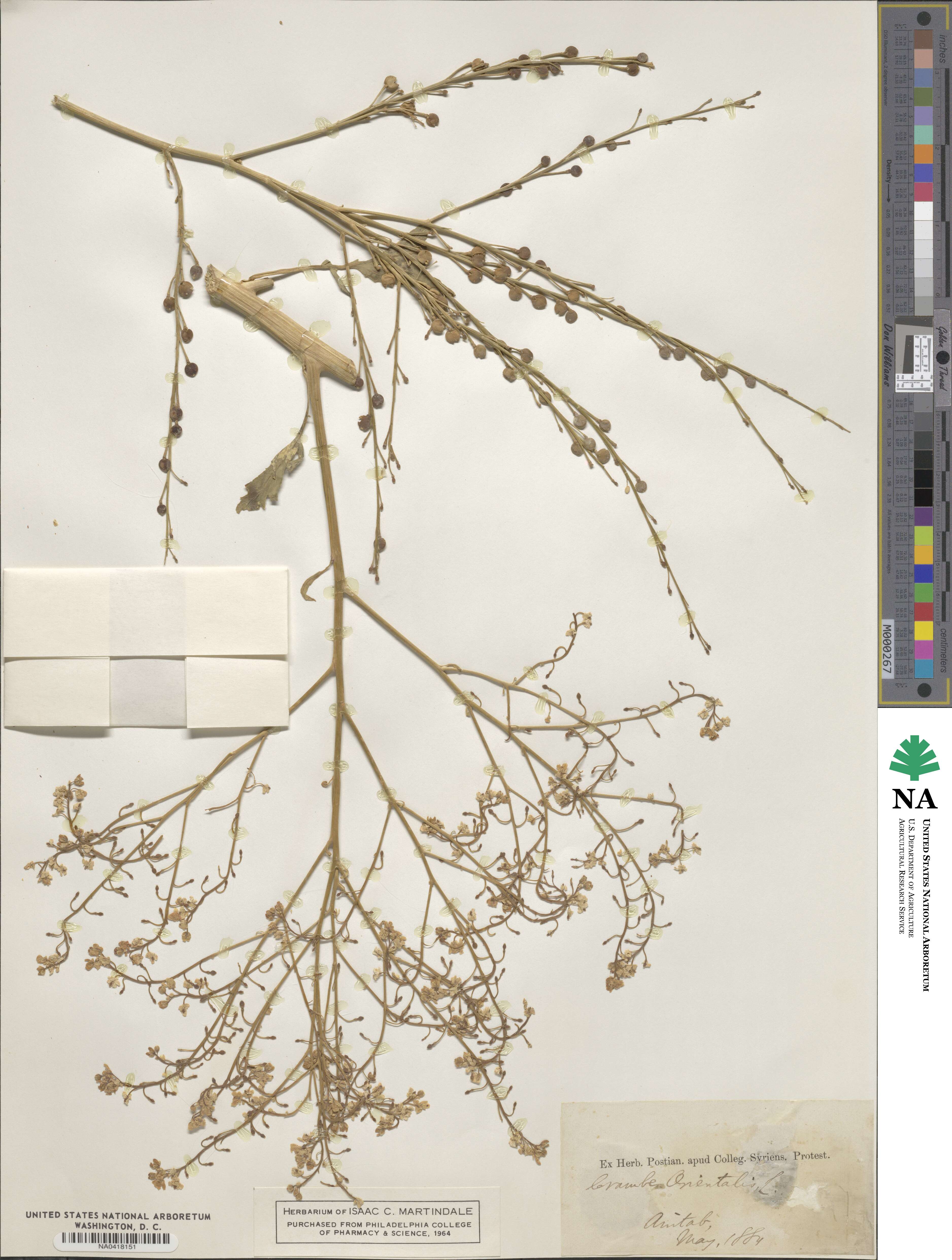 Crambe orientalis image