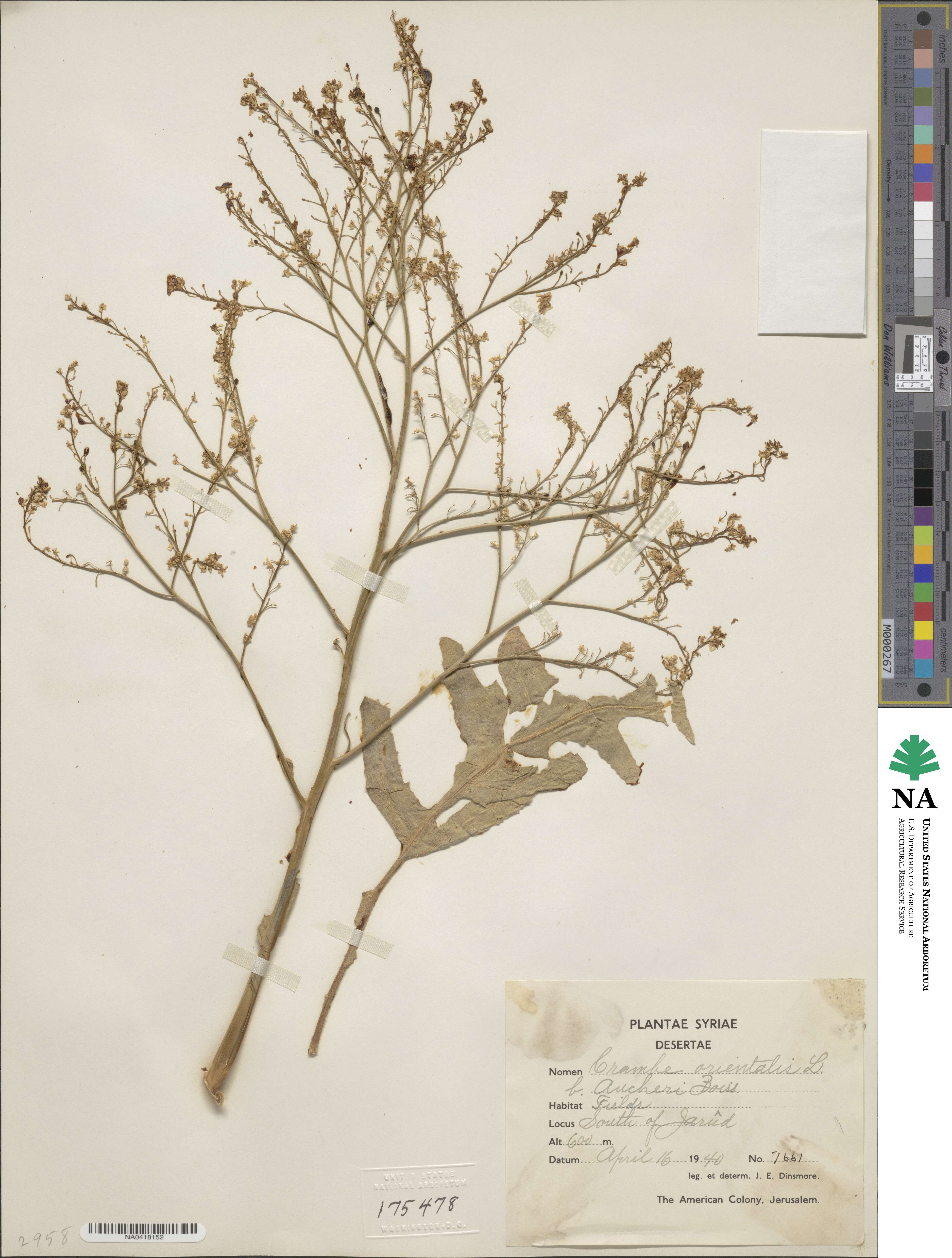 Crambe orientalis image
