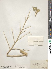 Crambe orientalis image