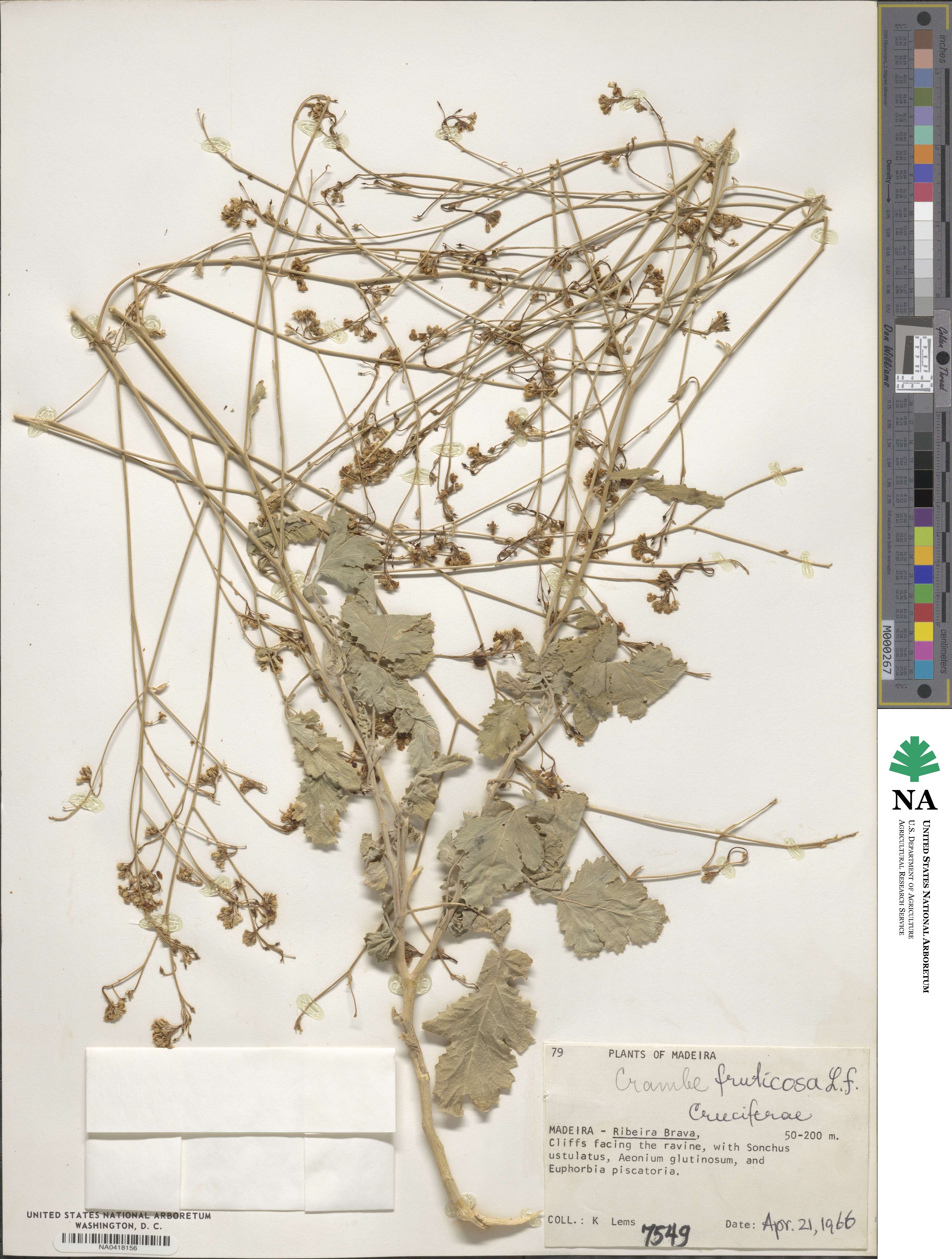 Crambe fruticosa image