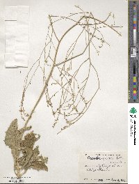 Image of Crambe pritzelii