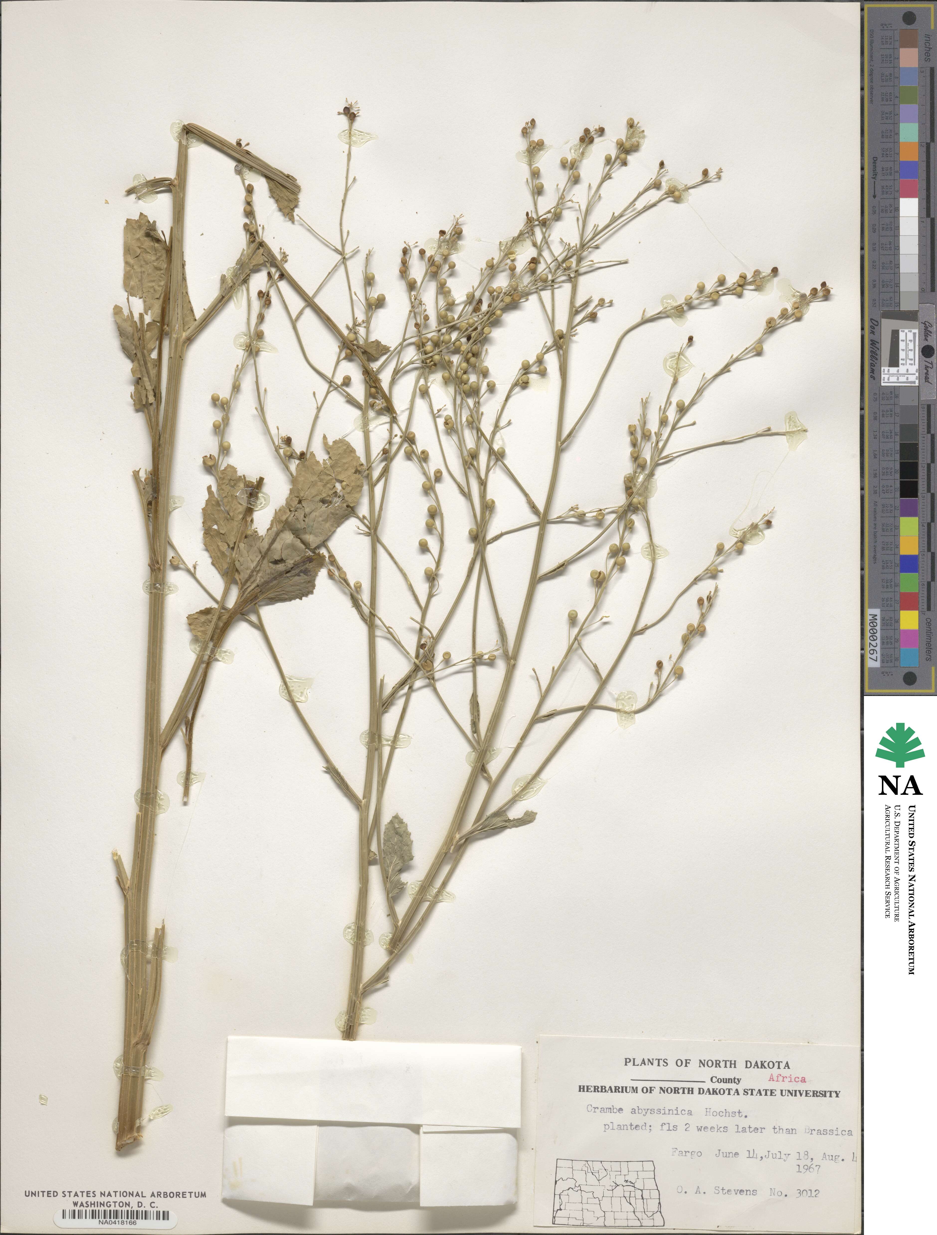 Crambe abyssinica image