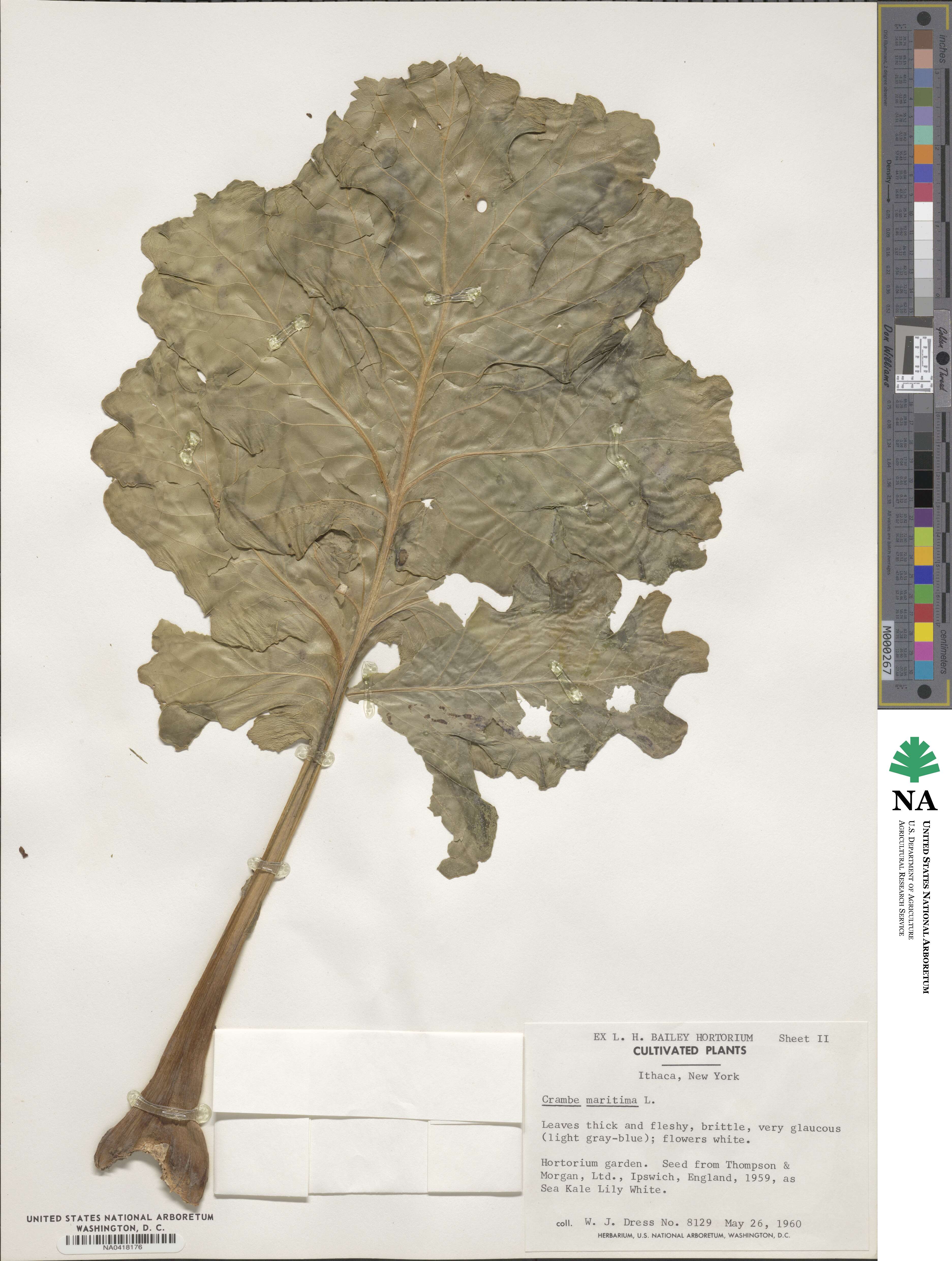 Crambe maritima image