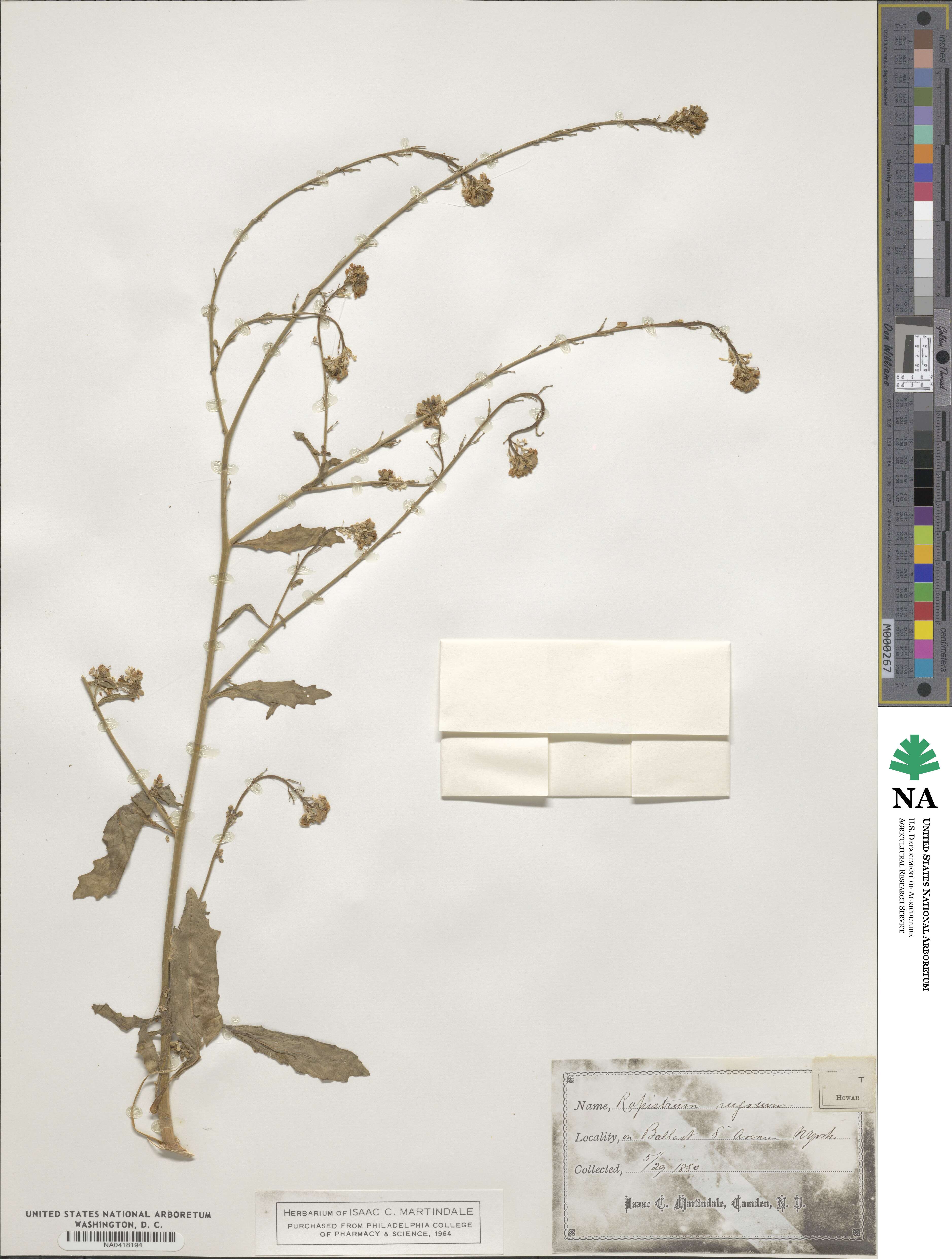 Rapistrum rugosum image