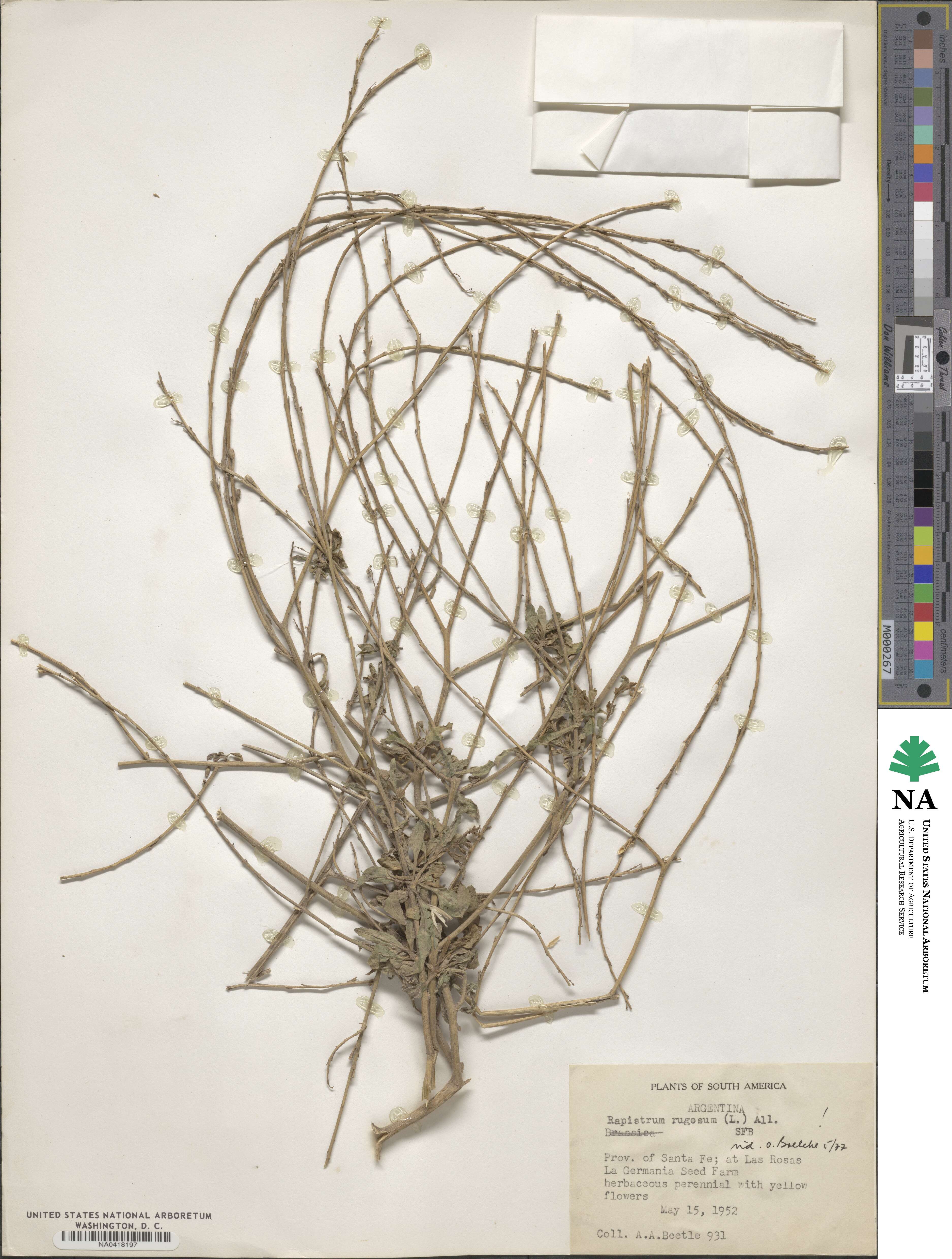 Rapistrum rugosum image