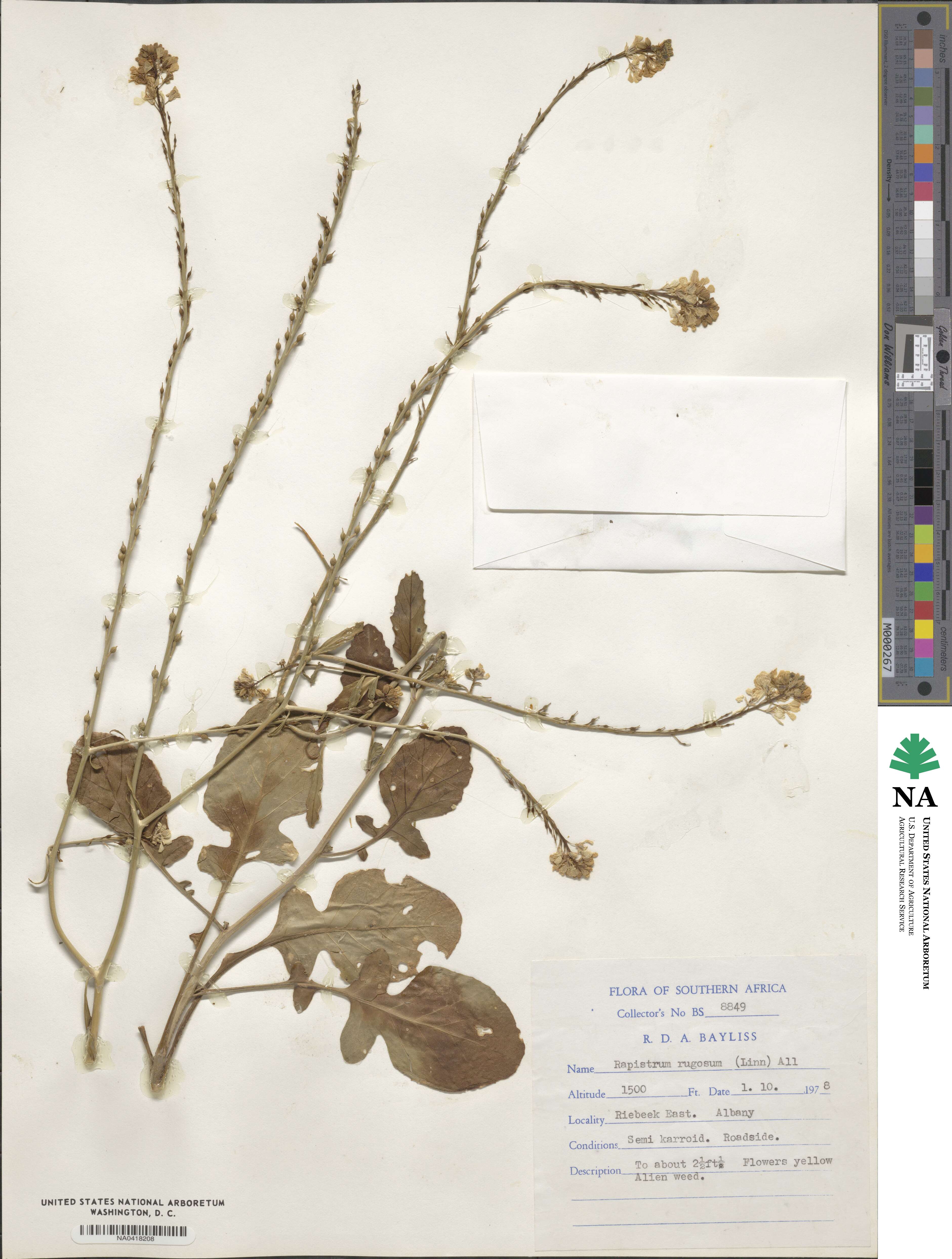 Rapistrum image