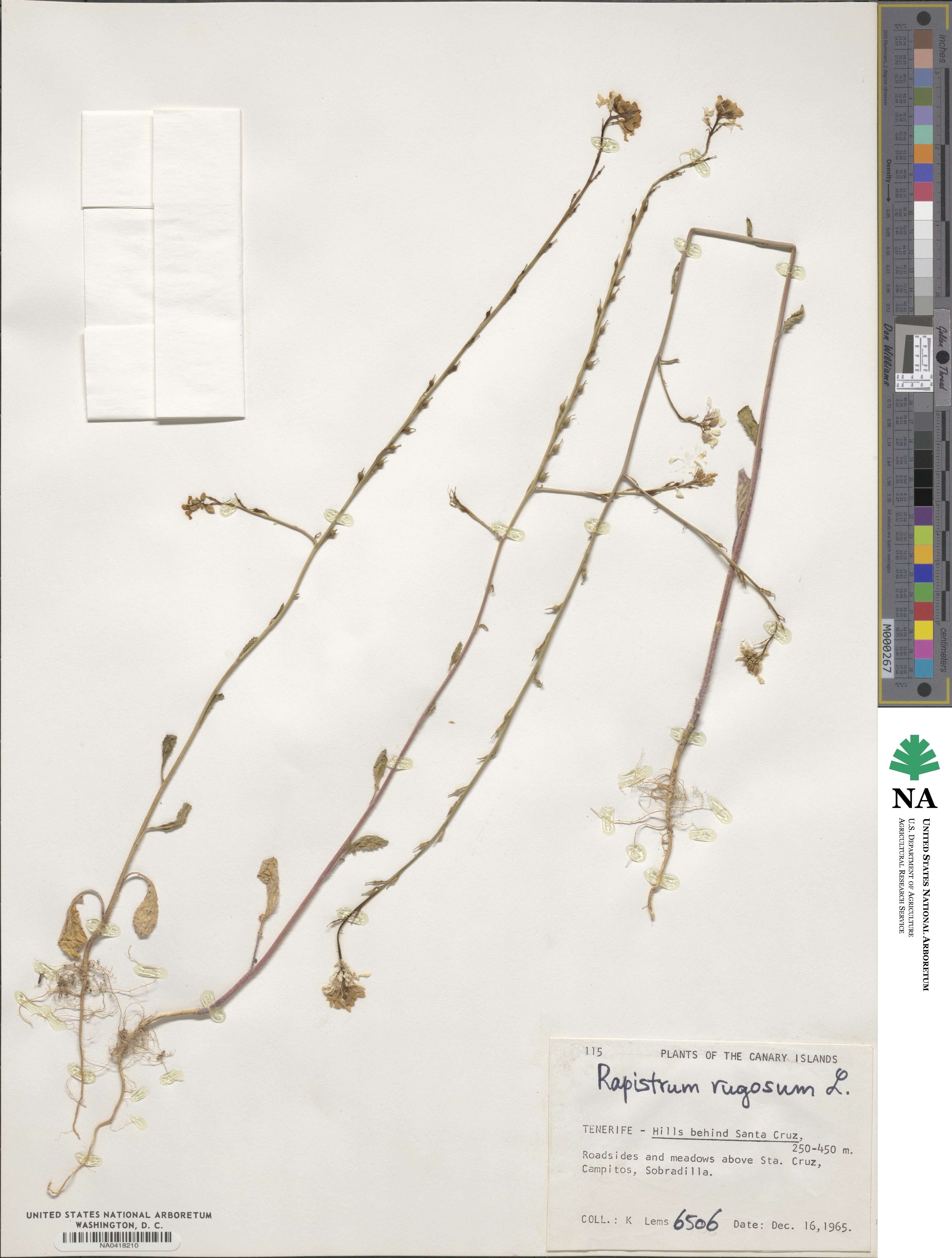 Rapistrum rugosum image