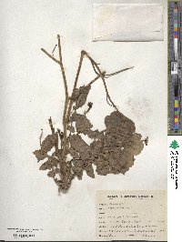 Raphanus sativus image