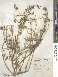 Raphanus sativus image