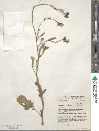 Raphanus sativus image