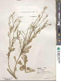 Raphanus sativus image