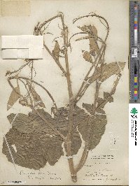 Raphanus sativus image