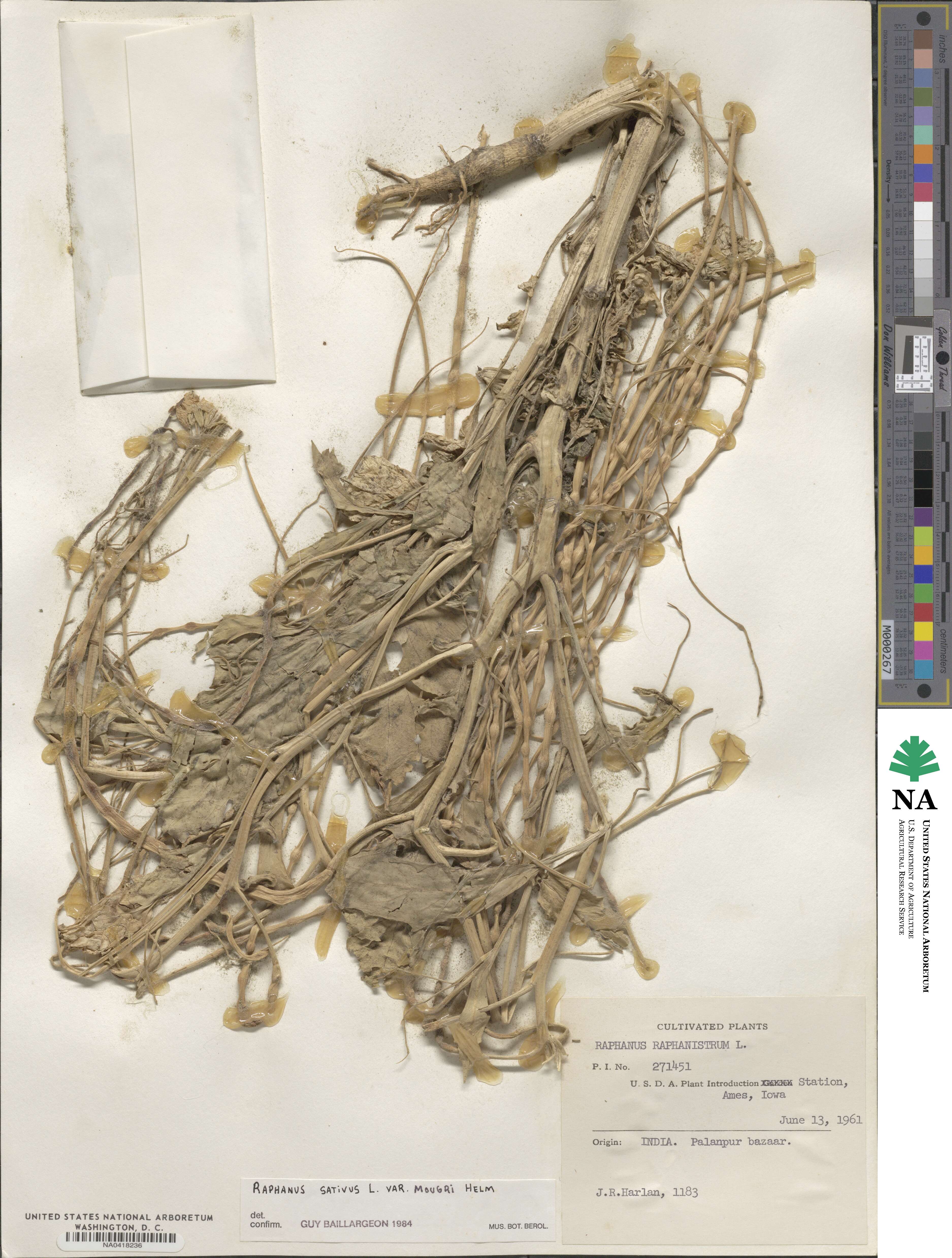 Raphanus sativus var. mougri image