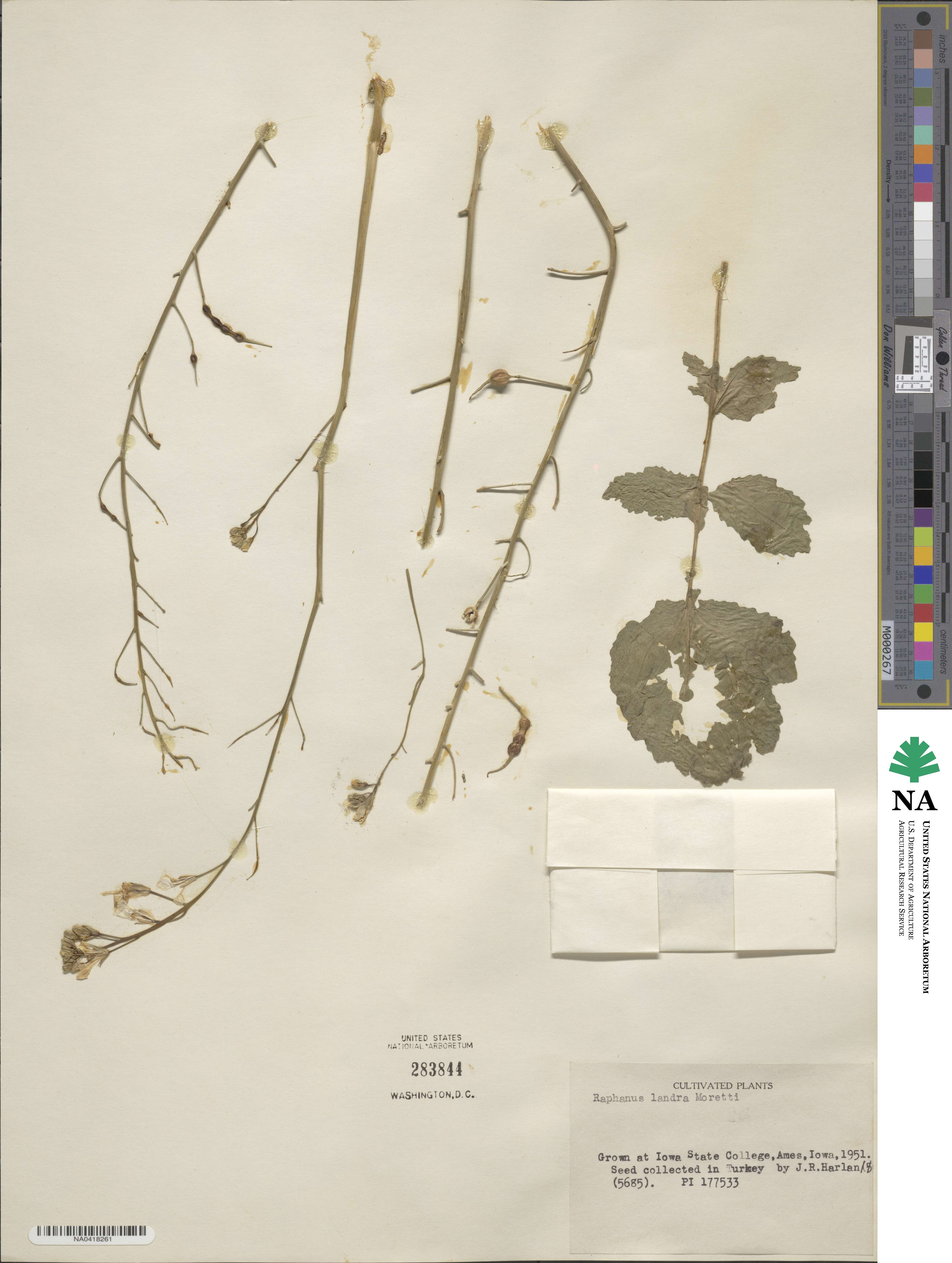 Raphanus landra image
