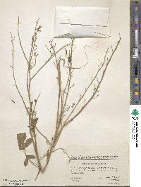 Image of Raphanus maritimus