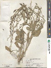 Raphanus sativus image