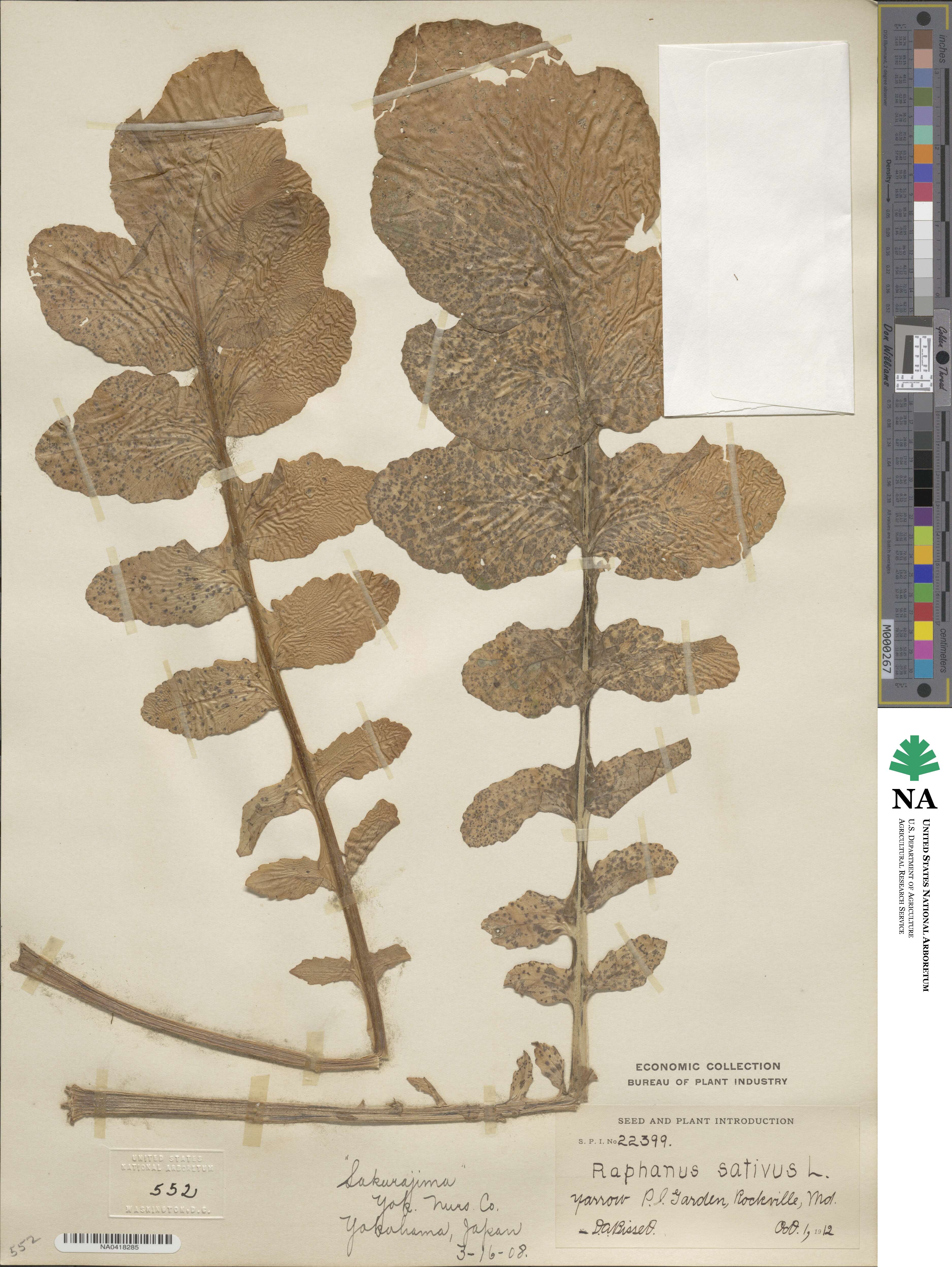 Raphanus sativus image