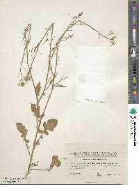 Raphanus raphanistrum image