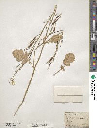 Raphanus raphanistrum image