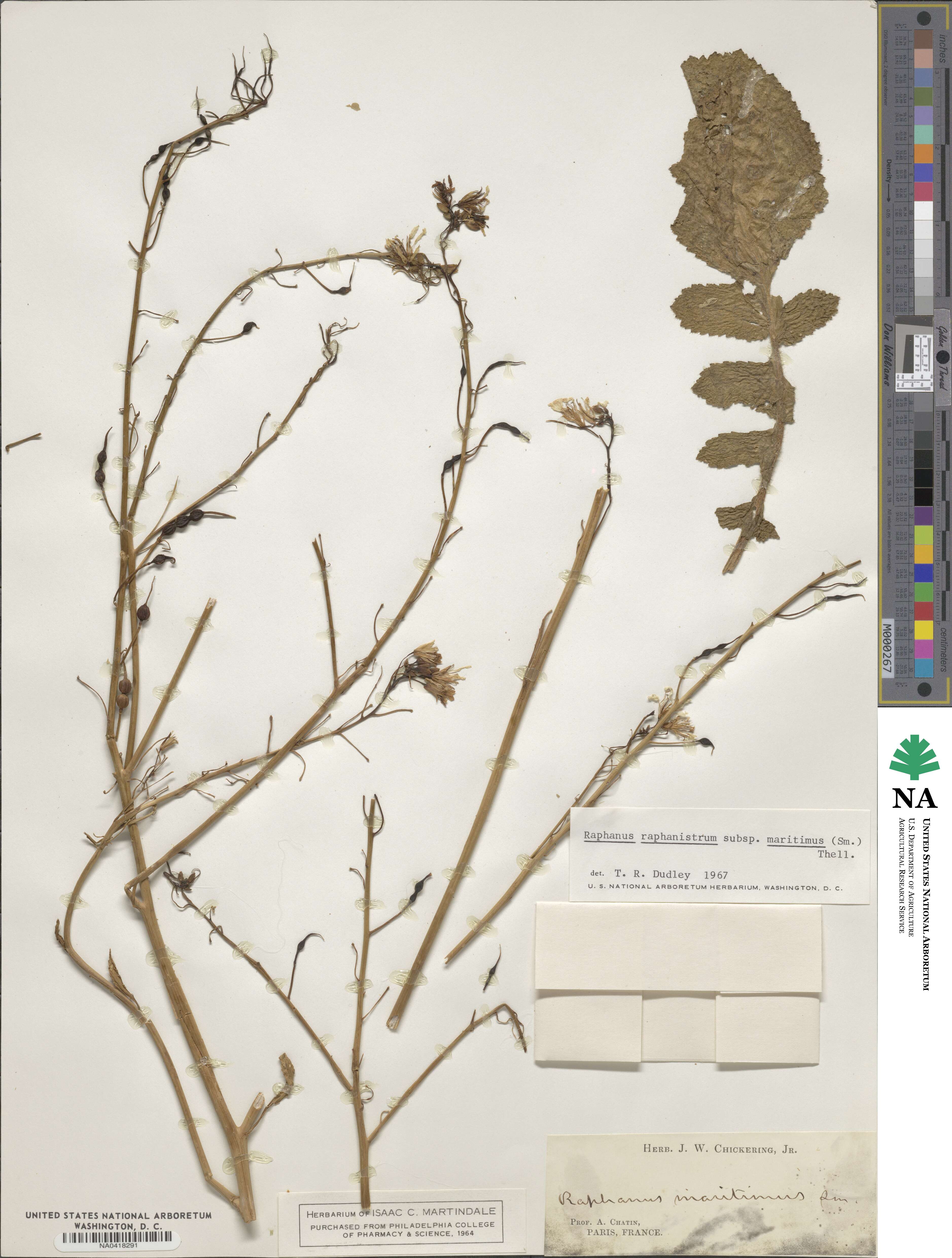 Raphanus raphanistrum subsp. maritimus image