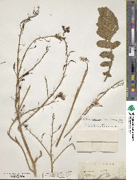 Raphanus raphanistrum image