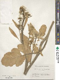 Raphanus sativus image
