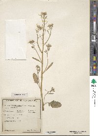 Raphanus sativus image