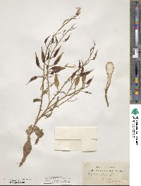 Raphanus sativus image