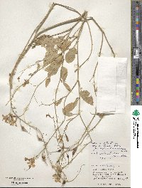 Raphanus sativus image