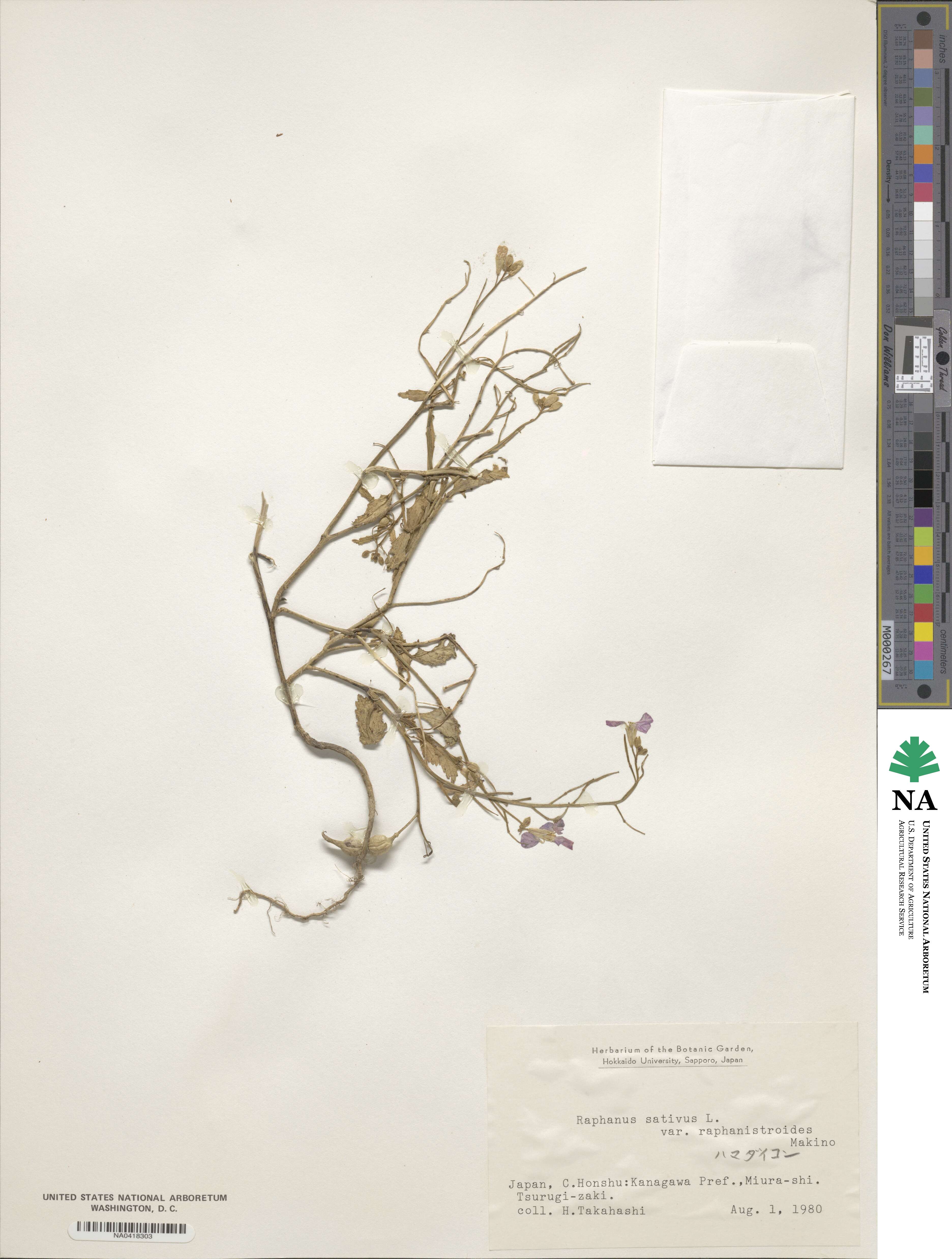 Raphanus sativus var. raphanistroides image