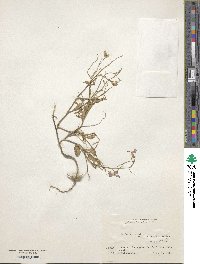 Raphanus sativus image