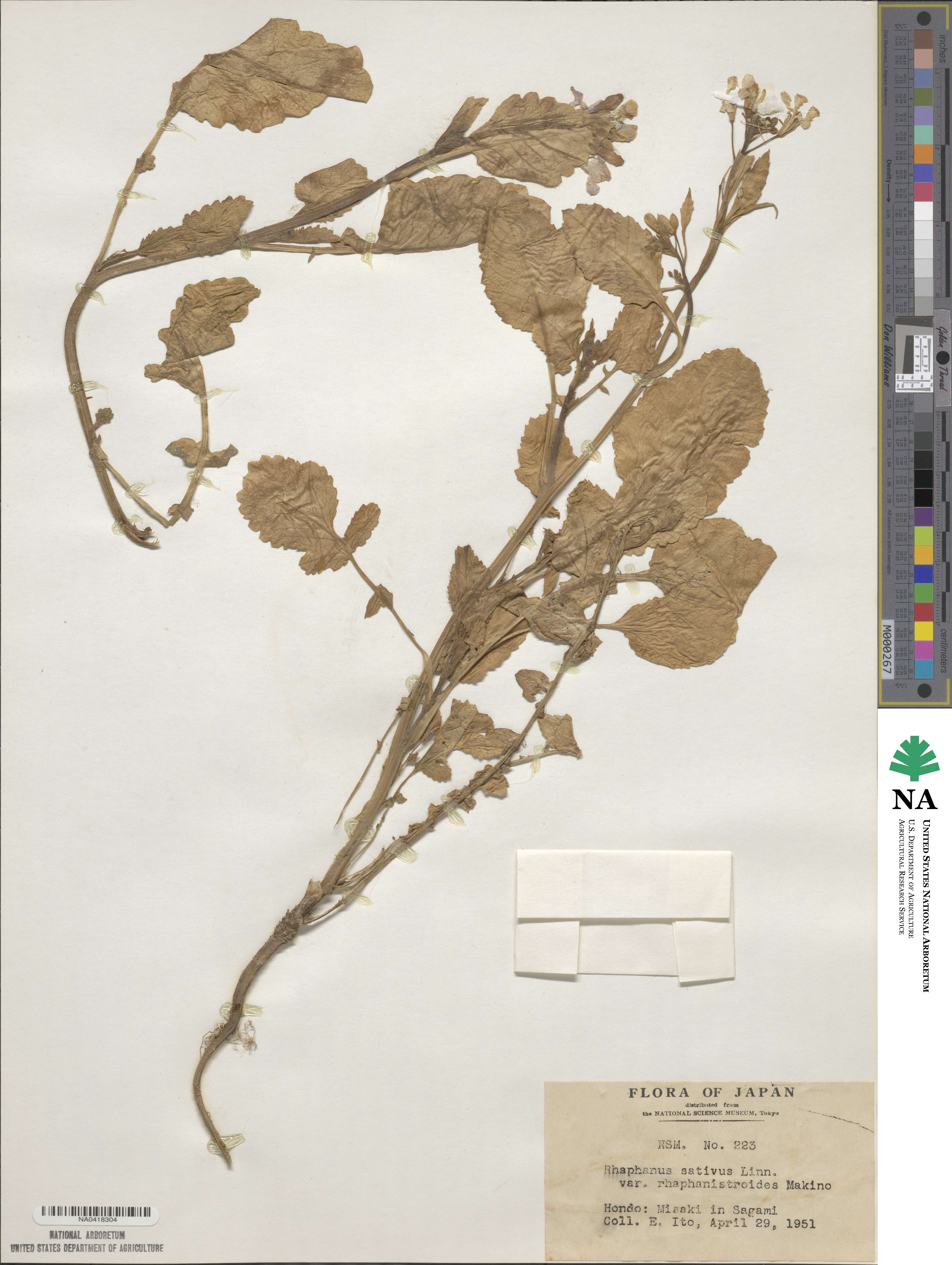Raphanus sativus var. raphanistroides image