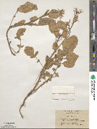 Raphanus sativus image