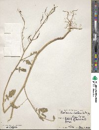 Raphanus raphanistrum image