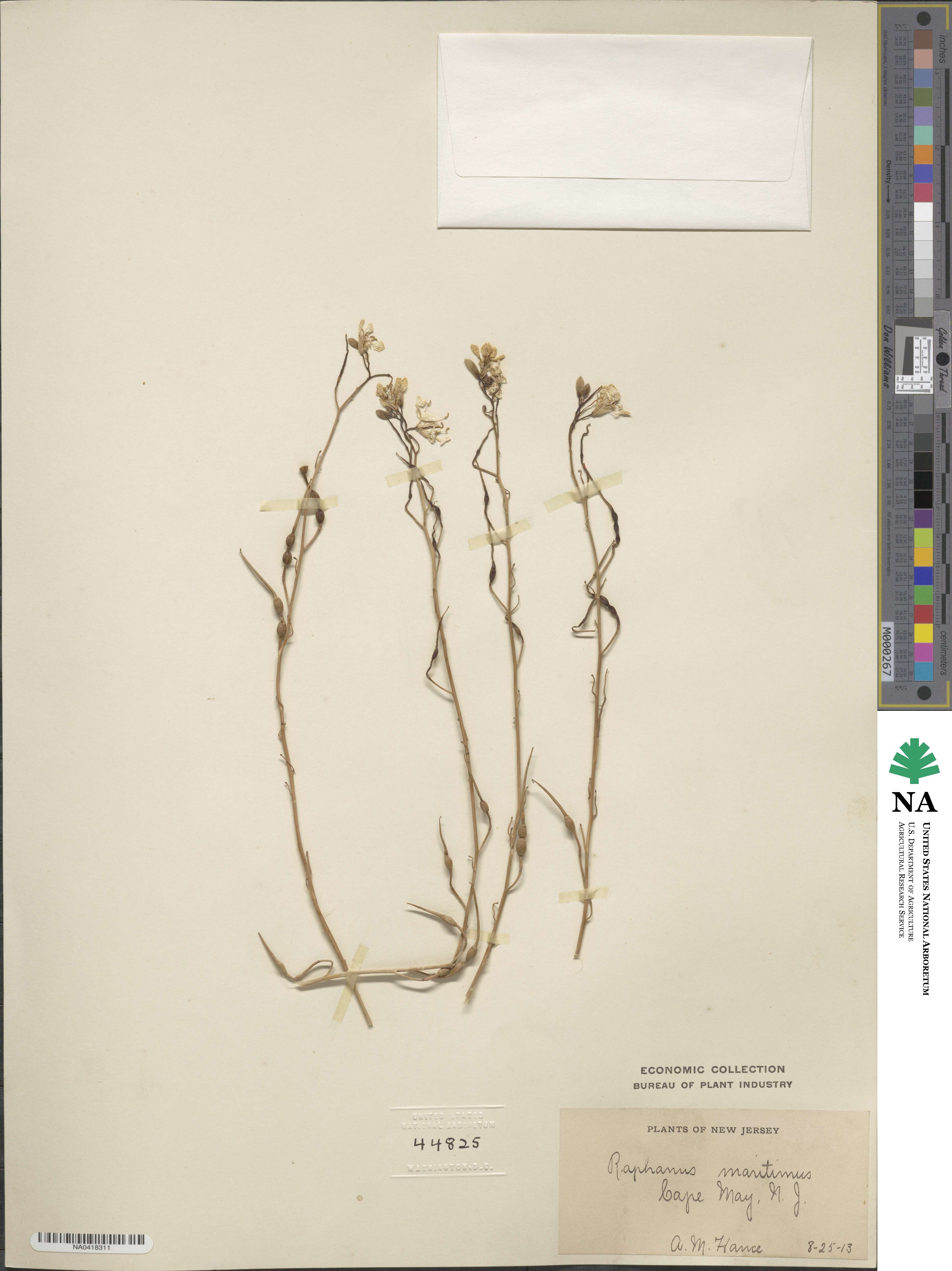 Raphanus maritimus image