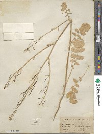 Raphanus raphanistrum image