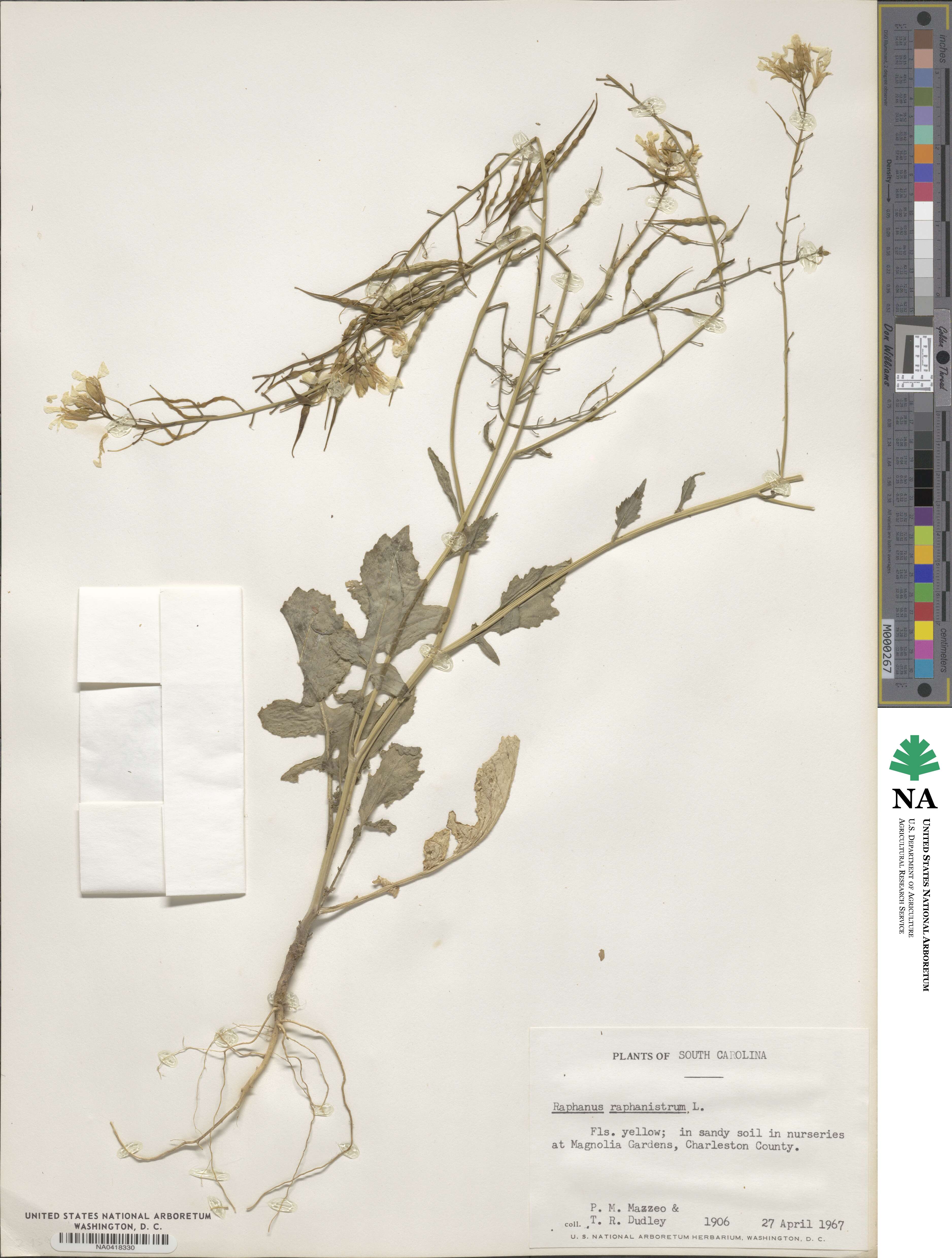 Raphanus raphanistrum image