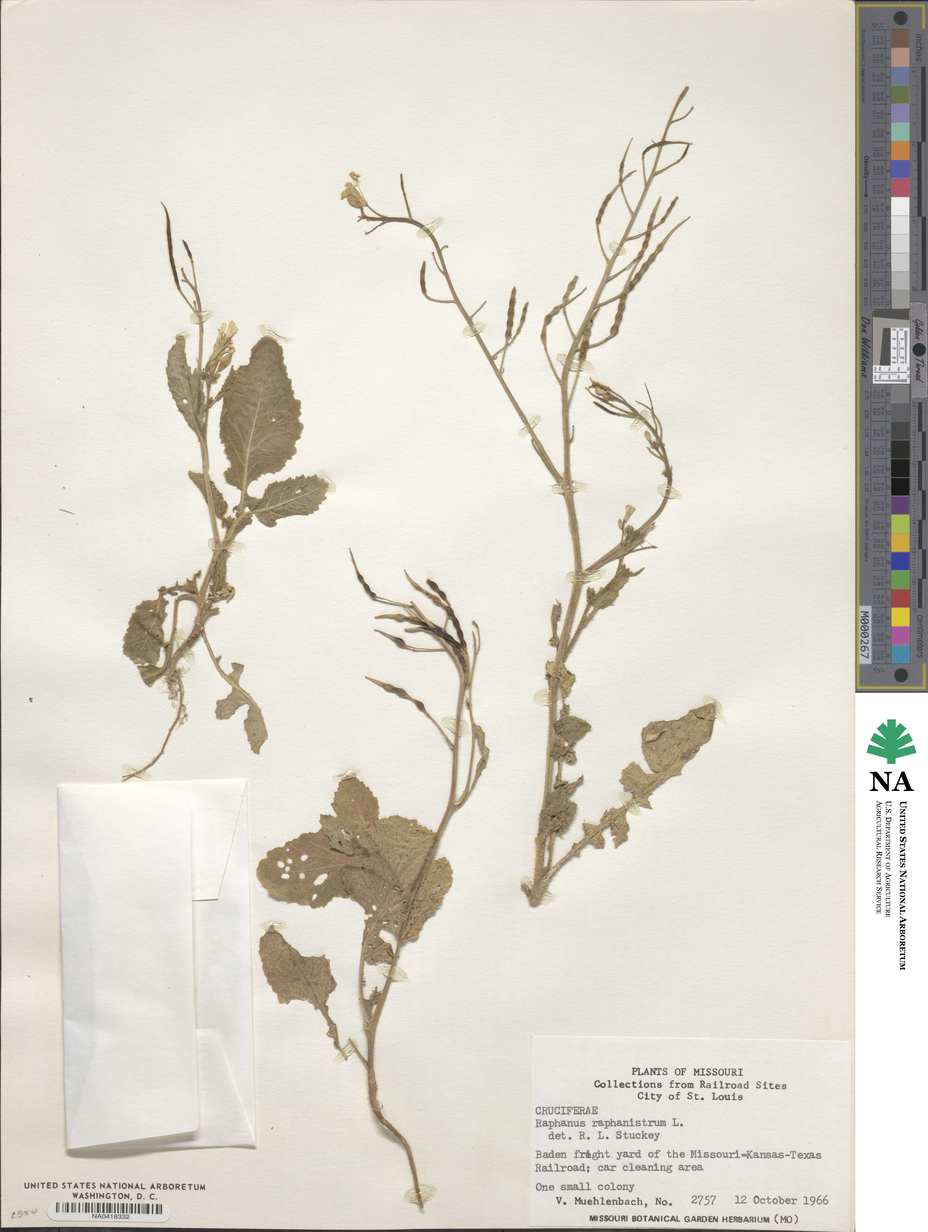 Raphanus raphanistrum image