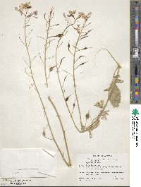 Raphanus sativus image